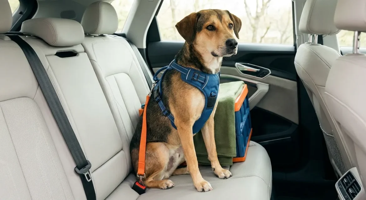 dog car safety — Dog Car Safety: Essential Gear for Stress-Free Travel